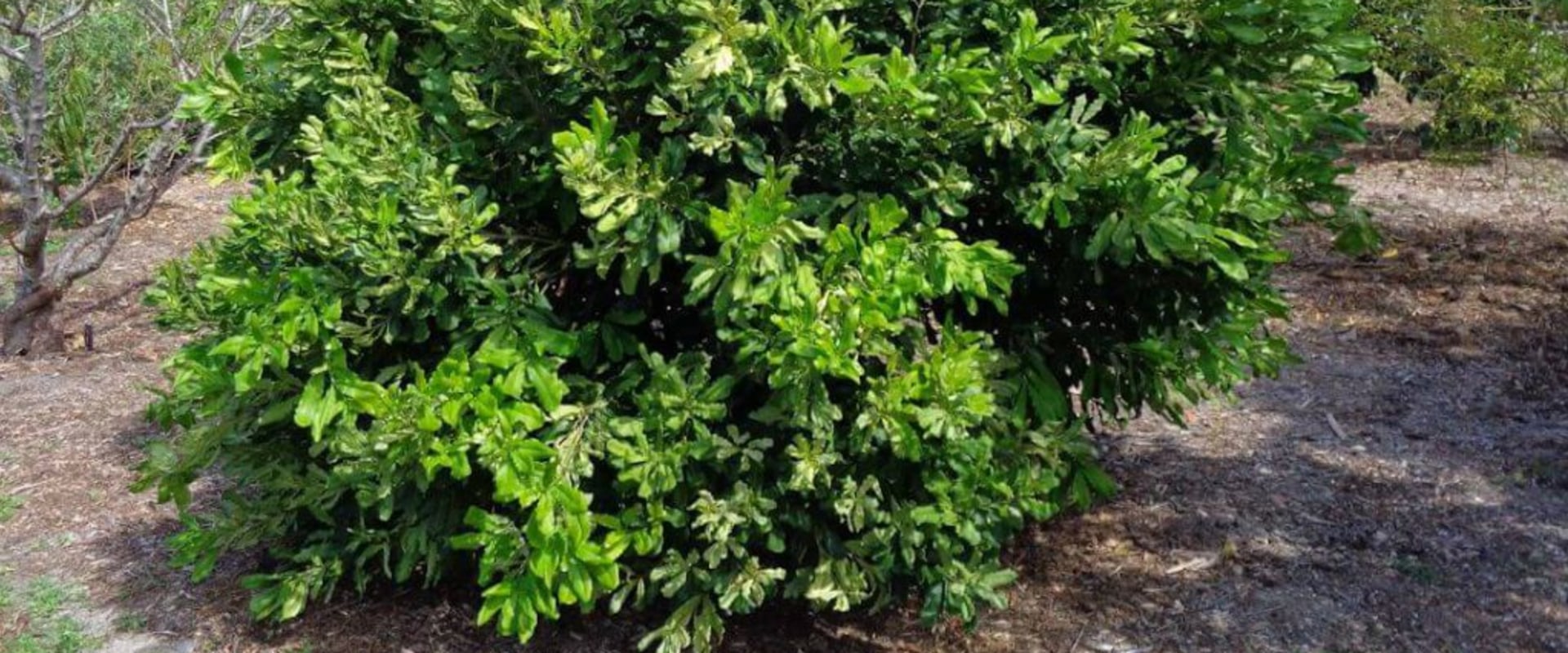 will-macadamia-grow-in-florida