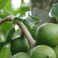 How much do macadamia nut farmers make?