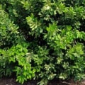 Will macadamia grow in florida?