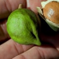 Are macadamia nuts scarce?