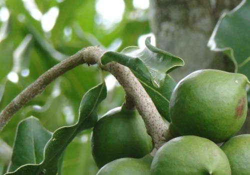 How much do macadamia nut farmers make?