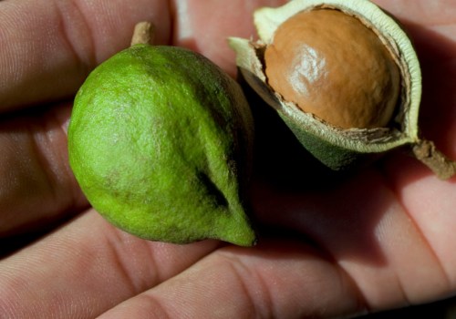 What state produces the most macadamia nuts?